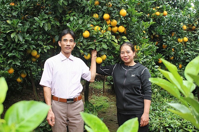 Vợ chồng anh Chiến bên vườn cam rốn lồi
