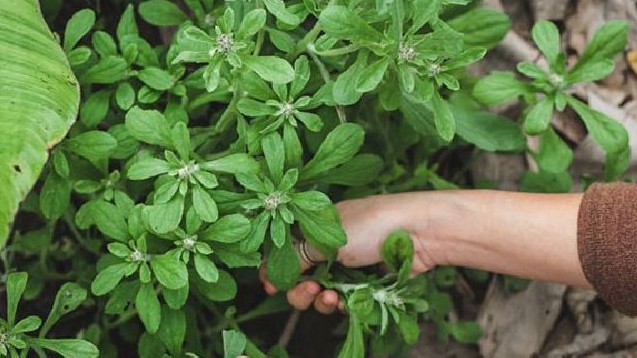 Loại rau xưa làm thức ăn cho gia súc, không ngờ là đặc sản có tiền cũng khó mua