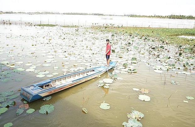 Cánh đồng đón lũ nuôi cá tự nhiên của anh Giang Thái Bình. 