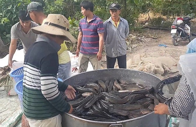 Nghề dụ cá tự nhiên vào ruộng khi lũ về cho hiệu quả kinh tế cao.