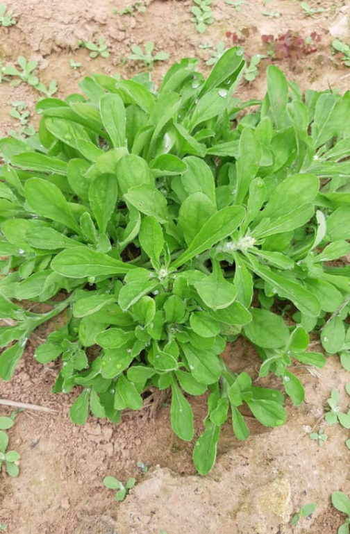 Loại rau kỳ lạ khi rửa tạo bọt như xà phòng, trở thành một vị thuốc quý giá