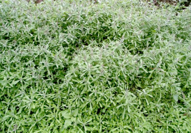 Loại rau kỳ lạ khi rửa tạo bọt như xà phòng, trở thành một vị thuốc quý giá