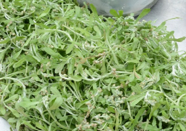 Loại rau kỳ lạ khi rửa tạo bọt như xà phòng, trở thành một vị thuốc quý giá