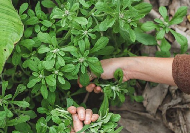 Loại rau xưa làm thức ăn cho gia súc, không ngờ là đặc sản có tiền cũng khó mua