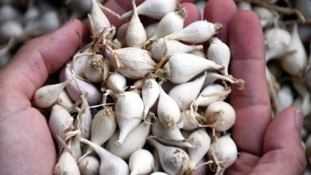 Tỏi Lý Sơn - bí kíp sức khỏe tuyệt vời cho mùa đông