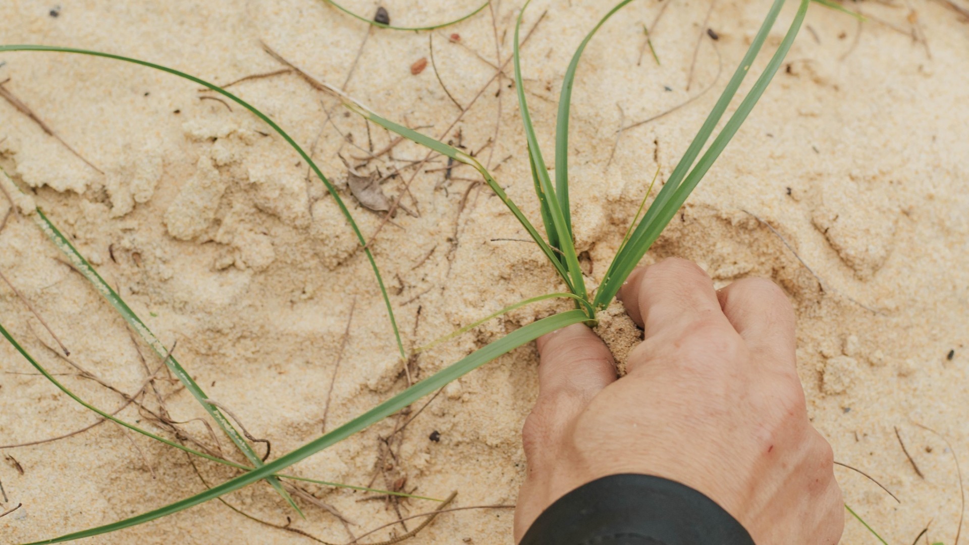 Cây cỏ cú có rất nhiều loại