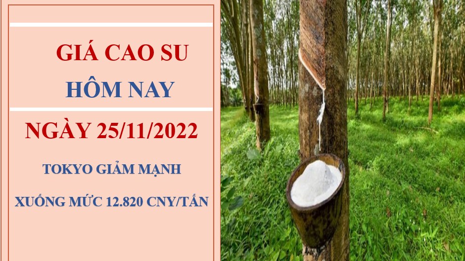 Giá cao su hôm nay 25/11/2022: Sàn Tokyo giảm phiên thứ 2 liên tiếp