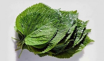 3 loại rau mọc đầy vườn ở Việt Nam nhưng là “thần dược” giá đắt đỏ ở nước ngoài