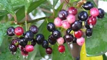 Loại cây thân gỗ chủ yếu trồng làm cảnh, là thảo dược quý trong đông y