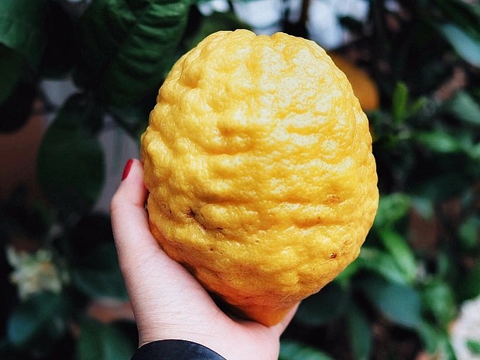 Những trái chanh Sfusato mọng nước có thể nặng tới 3kg (Ảnh: Twitter).