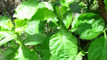 Gió đưa cây cải về trời - Từ cây hoang dại thành đặc sản ngon nức tiếng