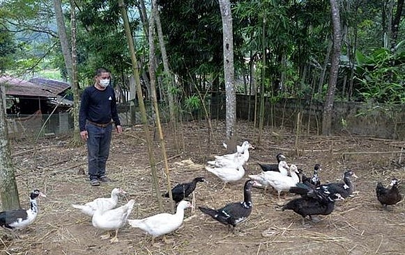 Nuôi vịt bản địa (vịt bầu) tại xã Thạch Lập, huyện Ngọc Lặc, Thanh Hóa. (Ảnh:TTXVN)