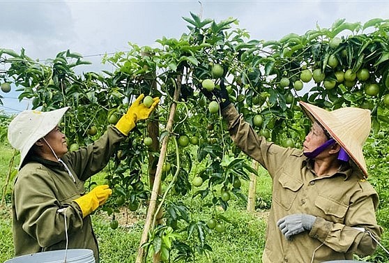 Nông dân thị trấn Yên Cát (Như Xuân) thu hoạch vụ chanh leo đầu tiên.