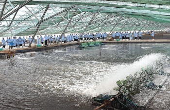 Bạc Liêu phấn đấu trở thành trung tâm của ngành công nghiệp tôm cả nước