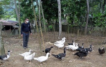 Thanh Hóa kỳ vọng tạo ra 1.000 tỷ đồng từ việc hỗ trợ xây dựng các mô hình cây, con ở miền núi