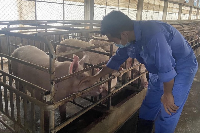 Giá heo hơi hôm nay ít biến động so với hôm qua. Chỉ riêng tại miền Trung giá heo hơi tăng 1.000 đồng/kg ở một số nơi.