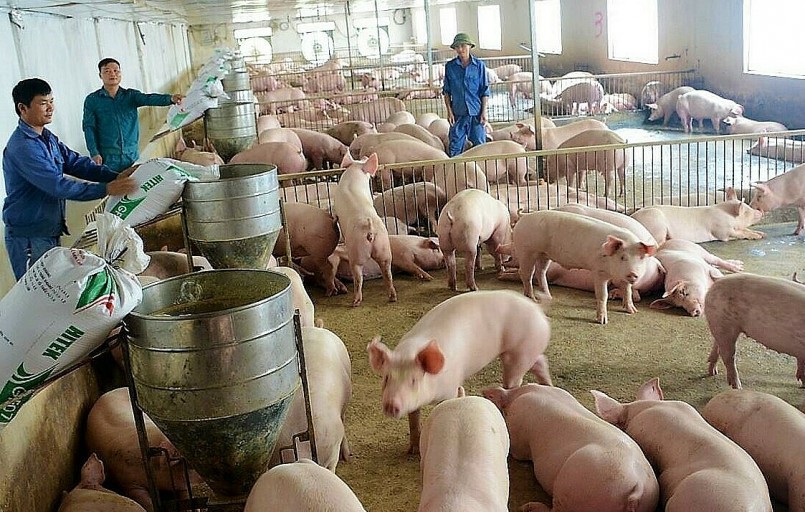 Nguồn cung thịt heo dồi dào, giá heo hơi ít biến động.