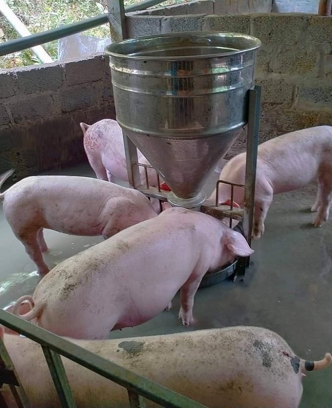 Để hỗ trợ người chăn nuôi thoát lỗ giải pháp quan trọng là đẩy mạnh xuất khẩu và hạn chế nhập khẩu heo.