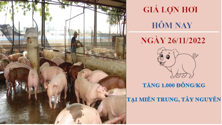 Giá heo hơi hôm nay 26/11/2022: Tăng 1.000 đồng/kg tại miền Trung, Tây Nguyên