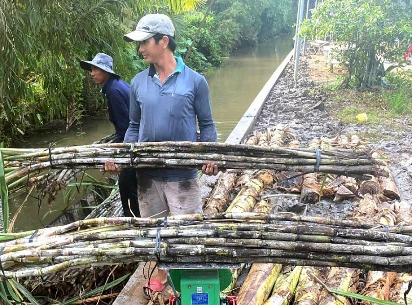 Nhà máy đường đã tăng giá thu mua mía nhưng người dân vẫn chọn cách bán cho thương lái.