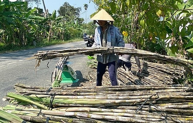 Đã có thời gian giá mía giảm mạnh, thương lái dừng thu mua khiến người trồng mía lao đao.