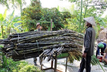 Giá mía tăng kỷ lục, nhà máy khát mía, người dân vẫn bán cho thương lái