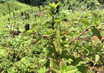 Thứ nhìn như cây dại được xuất khẩu khắp nơi, đại biểu quốc hội cũng khen ngợi