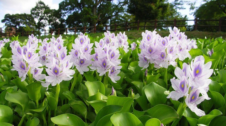 Loại rau xưa băm cho lợn ăn, giờ thành đặc sản Bình Dương, dễ gây nghiện cho thực khách