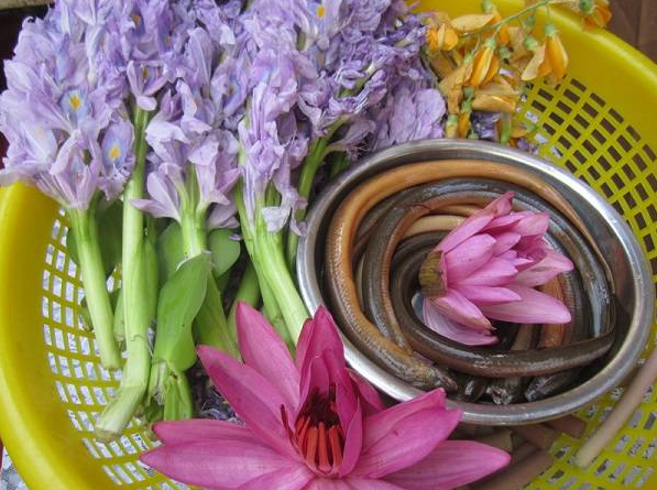 Loại rau băm cho lợn ăn làm thành món gỏi đặc sản Bình Dương