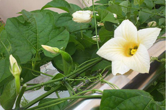 Loại cây được thiên nhiên ban tặng là món ngon, thuốc quý