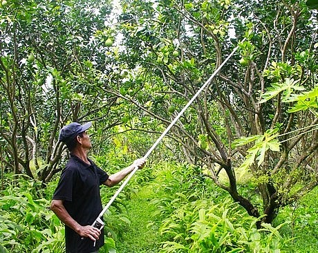 Vụ bưởi Năm Roi tại xã Mỹ Hòa không được thuận lợi, sản lượng giảm 1/3 so với mọi năm.