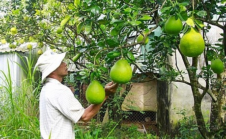Nhà vườn kỳ vọng giá bưởi Năm Roi dịp Tết sẽ tăng cao để bù vào sản lượng bị hao hụt.