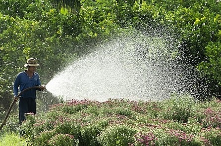 Sau đợt mưa lớn vào rằm tháng 10 âl, những cây cúc lan “trễ hẹn” được nhà vườn giữ lại để bán lẻ với mức giá thấp hơn.