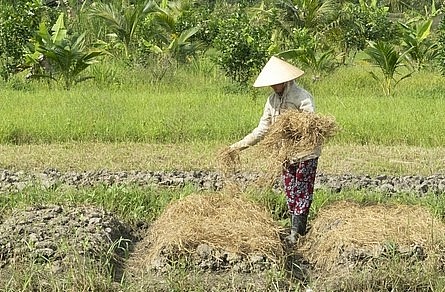 Thời điểm nắng nóng, người trồng hoa phải phủ thêm rơm để làm mát.
