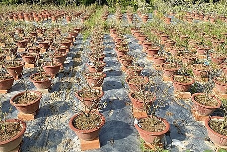 Bông giấy kiểng dự kiến có giá khoảng 150.000 đ/chậu.