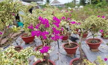 Nhà vườn miền Tây tất bật xuống giống những loại hoa kiểng ưa chuộng ngày Tết