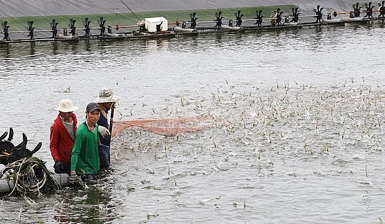 Tôm là mặt hàng xuất khẩu thủy sản chủ lực của Việt Nam. Trong ảnh: thu hoạch tôm thẻ chân trắng tại thị xã Vĩnh Châu (Sóc Trăng)