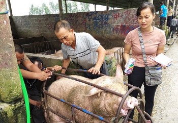 Giá heo hơi hôm nay 27/11 tăng cao nhất 5.000 đồng/kg, cung dư thừa đẩy giá heo 2023 về mốc 50.000 đồng/kg