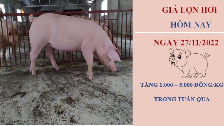 Giá heo hơi tiếp đà tăng mạnh trong tuần tới?