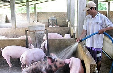 Sàn nuôi heo bằng bê tông dễ vệ sinh chuồng trại.