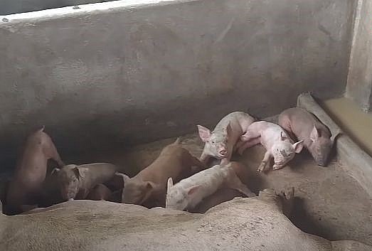 Khi nuôi trên sàn bê tông heo rất dễ thương hoặc mắc bệnh.