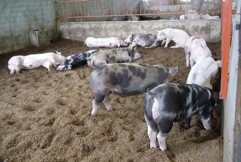 Kỹ thuật nuôi heo, vì sao chuồng heo không nên sử dụng sàn bê tông?