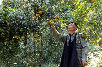 Rộn ràng cam quýt Bắc Kạn trong ngày hội lần đầu tiên được tổ chức