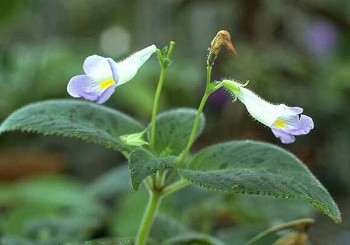 5 loại rau mọc hoang, tưởng thứ rau dại bỏ đi, ai ngờ là đặc sản ngon khó cưỡng