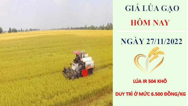 Giá lúa gạo hôm nay 27/11/2022: Giá gạo nội địa, xuất khẩu liên tục tăng