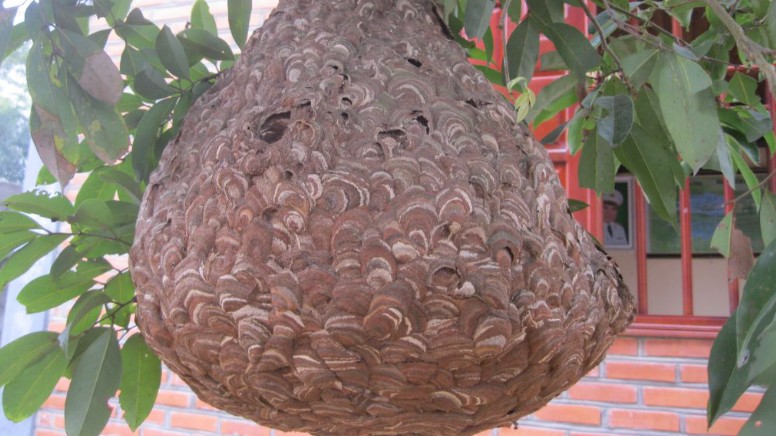 Loài kịch độc thành đặc sản quý hiếm, được dân thành phố "săn lùng" có giá 500.000 đồng/kg