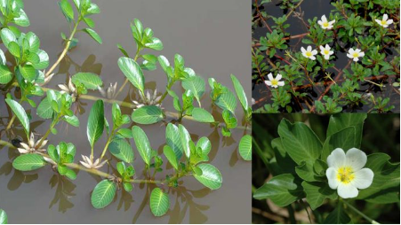 4 loại rau ở quê cho lợn ăn, lên thành phố lại thành đặc sản đắt đỏ