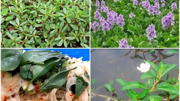 4 loại rau ở quê cho lợn ăn, lên thành phố lại thành đặc sản đắt đỏ