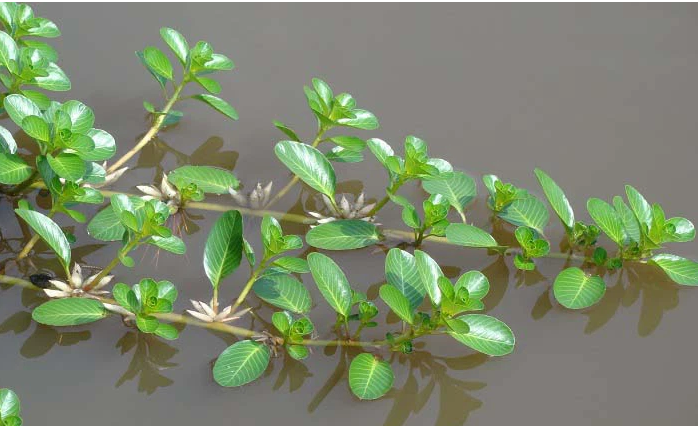 4 loại rau ở quê cho lợn ăn, lên thành phố lại thành đặc sản đắt đỏ