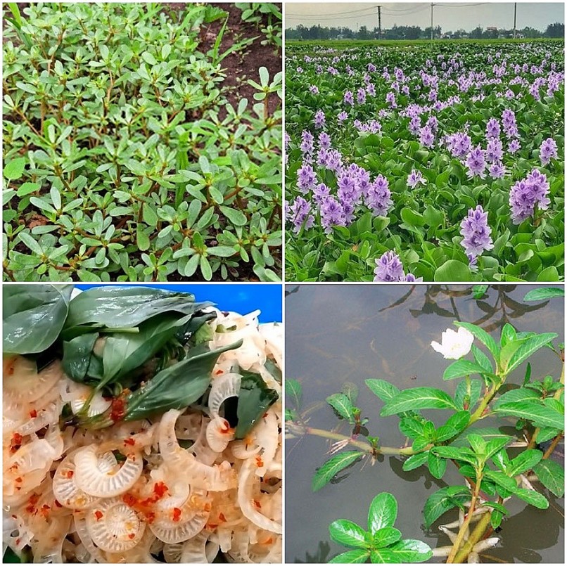 4 loại rau ở quê cho lợn ăn, lên thành phố lại thành đặc sản đắt đỏ